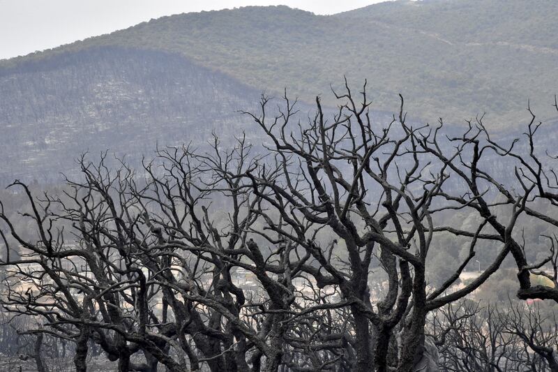 Bare branches in a burnt forest in El Kala. AFP