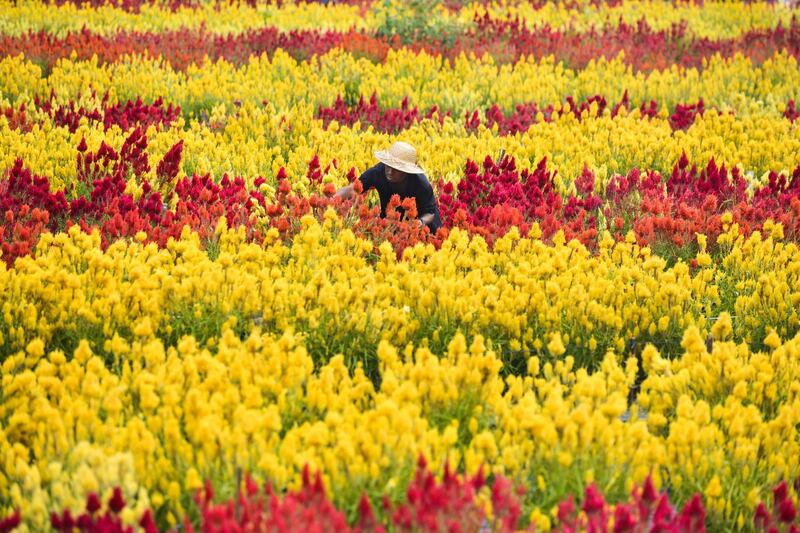 A gardener works at a flower garden in Panga, Aceh province, Indonesia.  AFP