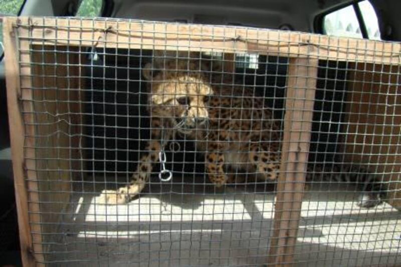Picture shows: Cheetah caught wondering the streets of Al Ain 29th May 2011.

Photos courtesy of Raghad Auttabashi, of the Al Rahma Welfare and  
Rescue Society
