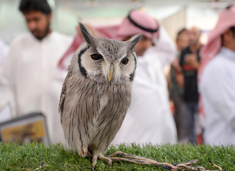 A Owl is exhibited during the Kuwait Tours and Safari Expo Kuwait City. EPA