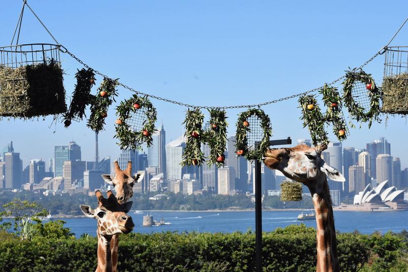 Giraffes enjoy Christmas-themed treats at Taronga Zoo, in Sydney, New South Wales, Australia. Taronga Zoo / EPA