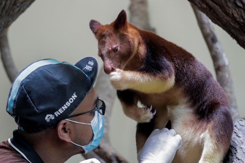 A keeper inspects the pouch of Nupela, a female Goodfellow's tree kangaroo, as she feeds inside an enclosure at the Singapore Zoo in Singapore.  EPA