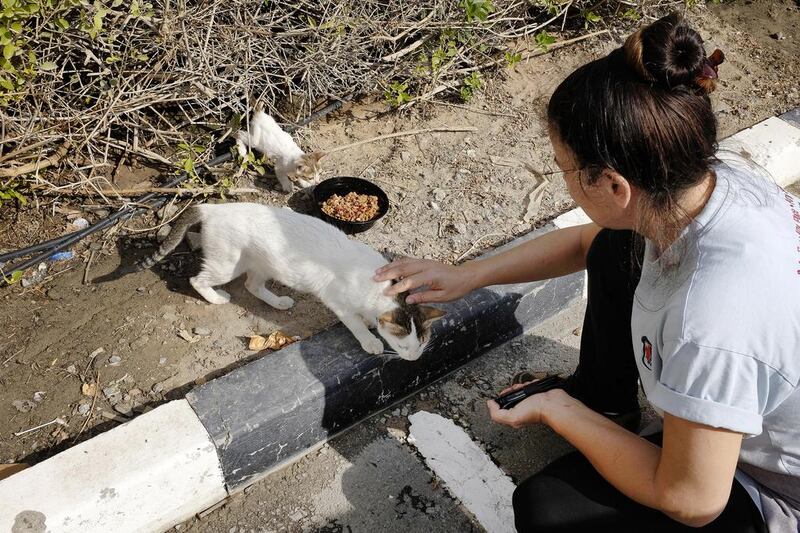 Animal activist Mahin Bahrami, seen here feeding strays at Jebel Ali Free Zone, has set up the first licensed trap-neuter-return (TNR) operation in the UAE. Antonie Robertson / The National 