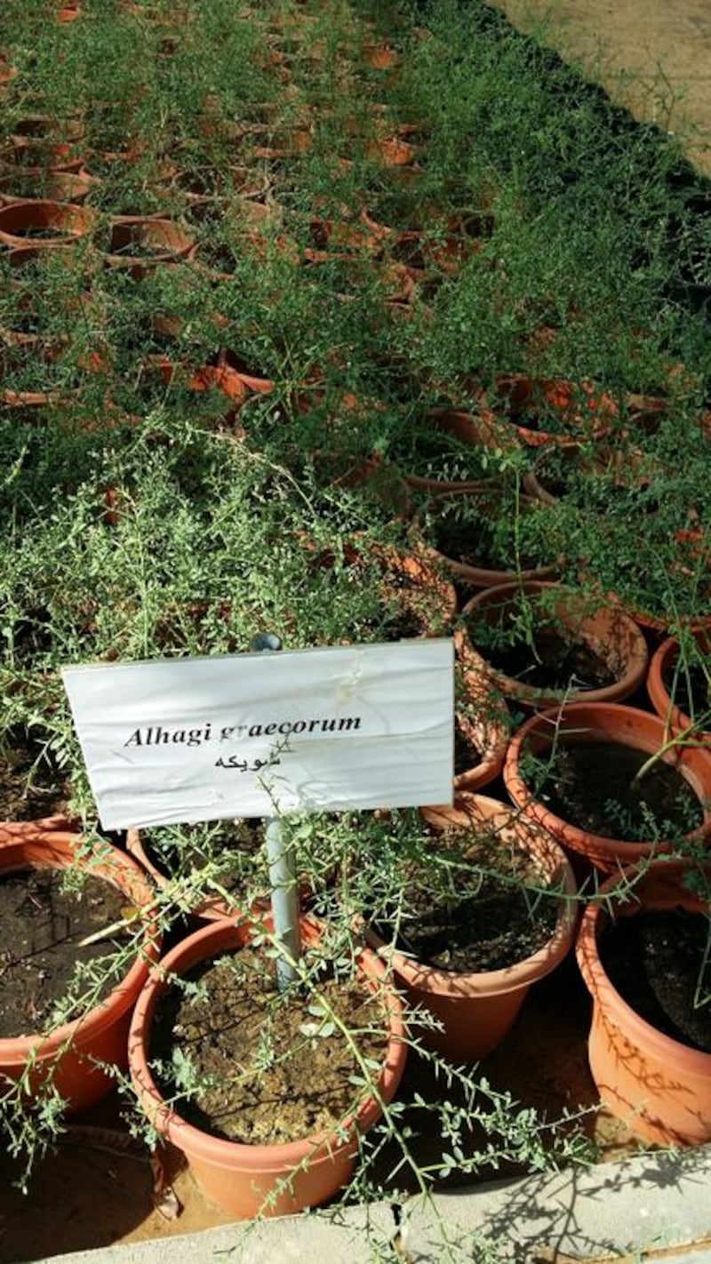 Alhagi graecorum. Ground cover. Indigenous to the Middle East. Courtesy of Melanie Hunt