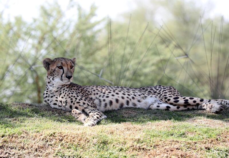 Al Ain, United Arab Emirates - Reporter: Patrick Ryan: A cheetah in the cheetah enclosure. Press conference to announce new exhibits at zoo. Thursday, January 29th, 2020. Al Ain Zoo, Al Ain. Chris Whiteoak / The National