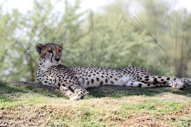 Al Ain, United Arab Emirates - Reporter: Patrick Ryan: A cheetah in the cheetah enclosure. Press conference to announce new exhibits at zoo. Thursday, January 29th, 2020. Al Ain Zoo, Al Ain. Chris Whiteoak / The National