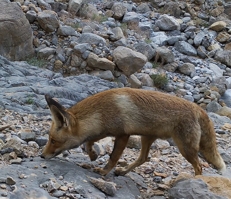 An Arabian red fox on the prowl. Photo: Jacky Judas