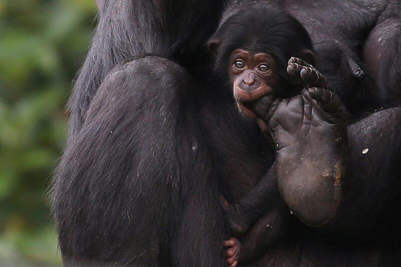 A newborn chimpanzee baby holds its mother's toe with the mouth at the Sao Paulo Zoo. Reuters
