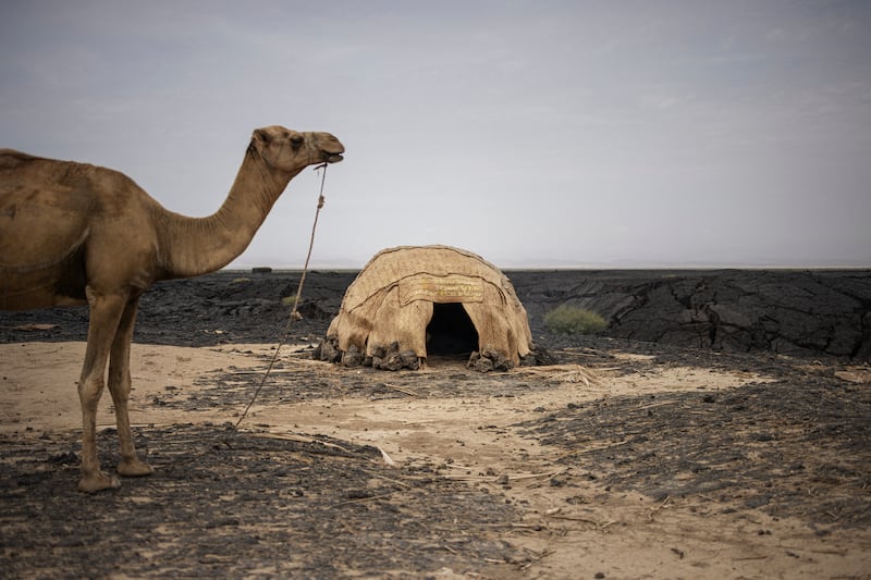The Afar people are nomadic and keep camels to help survive in the hostile terrains