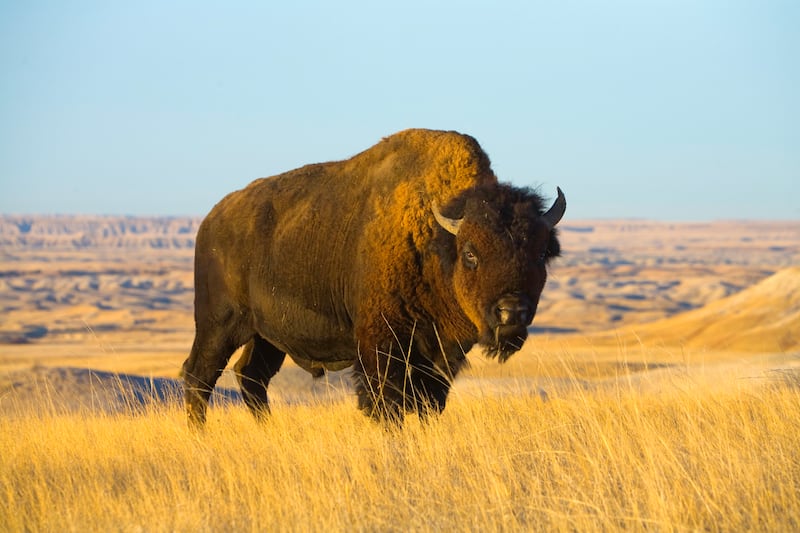 A bison bull at Badlands National Park, South Dakota, in the US. The species is increasing in numbers despite almost being driven to extinction.