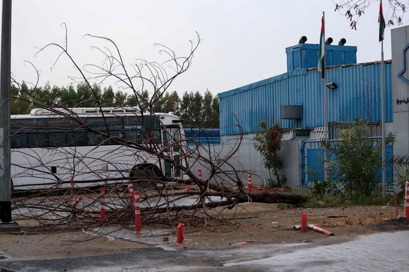 A tree felled by the extreme weather lies in Al Quoz, Dubai. Khushnum Bhandari / The National