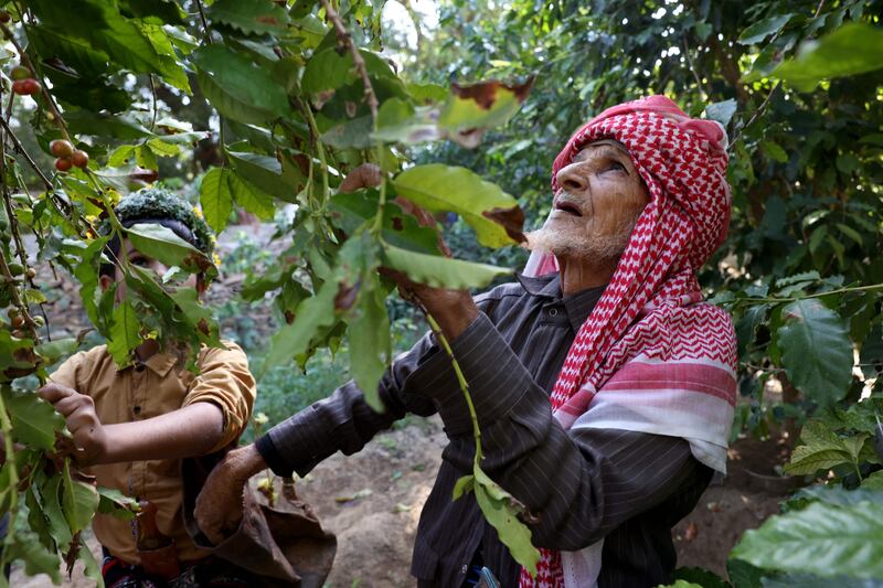 Farah Al Malki, 90, and his grandson Mansour, 11, harvest Khawlani coffee beans at their farm in Saudi Arabia's south-western region of Jizan. All photos: AFP