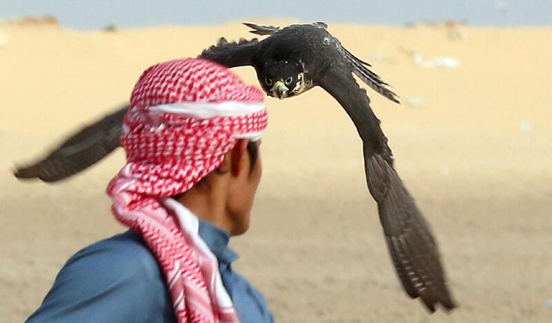 A falcon performs during a hunting competition at the Sabah al-Ahmad heritage village, about 140kms northwest of the Kuwaiti capital Kuwait City.  AFP