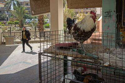 A man walks past chicken for sale at a shop in Cairo in March. AFP