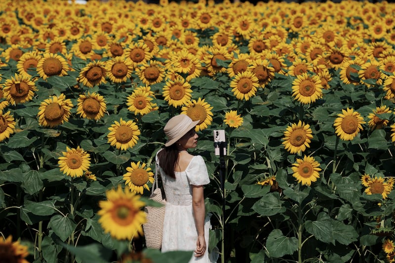 Tourist take selfies against the blooming wildflowers and sunflowers at the Olympic Forest Park in Beijing, China. AP