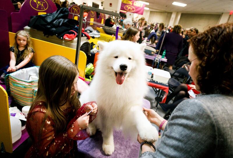 A samoyed named Topper is groomed in the benching area before the start of the second night of the 2019 Westminster Kennel Club Dog Show. Photo: EPA
