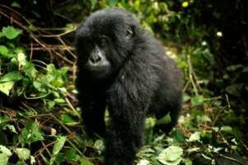 VIRUNGA NATIONAL PARK, DEMOCRATIC REPUBLIC OF CONGO - August 9, 2008: Young mountain gorillas of the Mapuwa family socialize with each other while the silverback, Mapuwa sleeps in the forest. There are some 700 mountain gorillas in the park lands that stradle the intersecting borders of Rwanda, Uganda and Congo. Currently in Congo, the area where the gorrillas live is controled by the rebel group CNDP, who has made it their mandate to protect the gorillas. It is very difficult for tourists to see them, because of the CNDP's control of the territory, and government checkpoints that must be crossed.

( Ryan Carter / The National ) *** Local Caption ***  RC003-Gorillas.jpgRC003-Gorillas_2.jpg