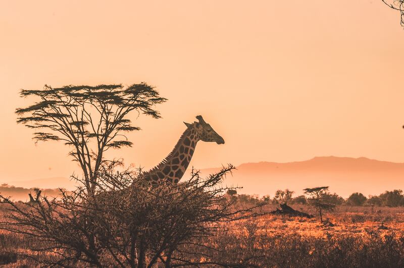 Kenya is introducing a digital travel authorisation process to replace visas from January. Photo: Harshil Gudka / Unsplash