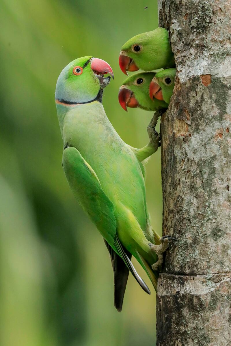 'Lockdown Chicks' by Gagana Mendis Wickramasinghe (Sri Lanka). Category: Highly commended, 10 years and under. Photo: Natural History Museum