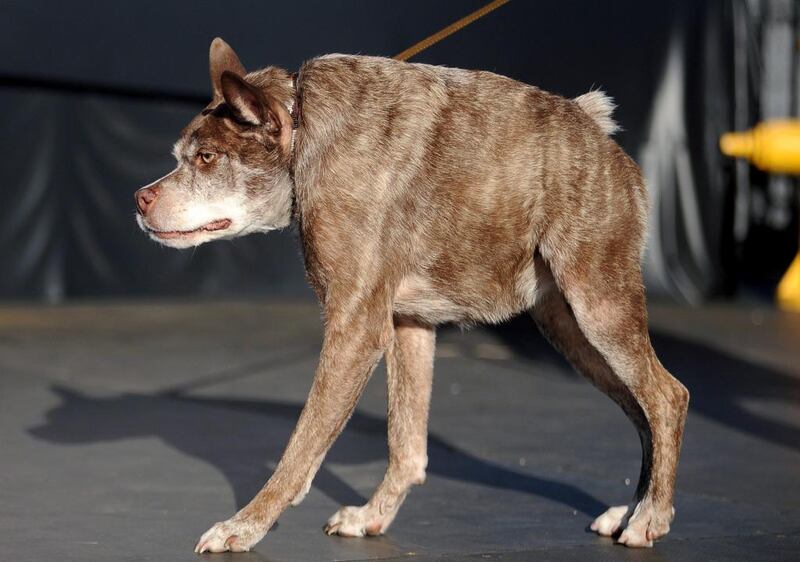 Quasi Modo, whom the owner claims has a back too short for its body, walks on the stage. Josh Edelson / AFP Photo