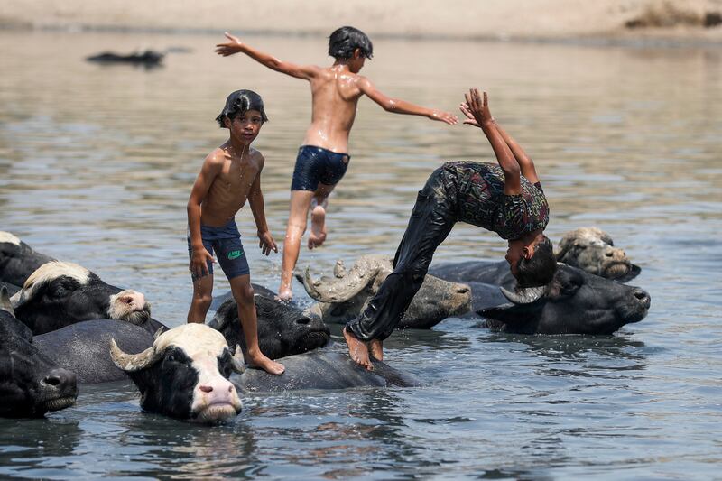 Iraqi boys swim with a herd of buffalos in the Diyala River in the Faziliah district, east of Baghdad, amid extreme summer temperatures.