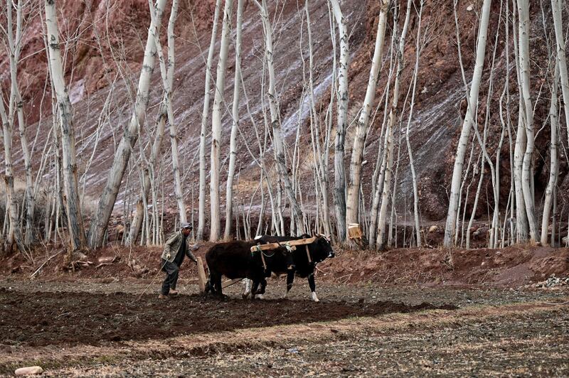 A Hazara farmer ploughs a field with oxen near the ruins of the historic city of Shahr-e Zuhak or Zuhak City, on the outskirts of Bamiyan on March 15, 2021. (Photo by WAKIL KOHSAR / AFP)