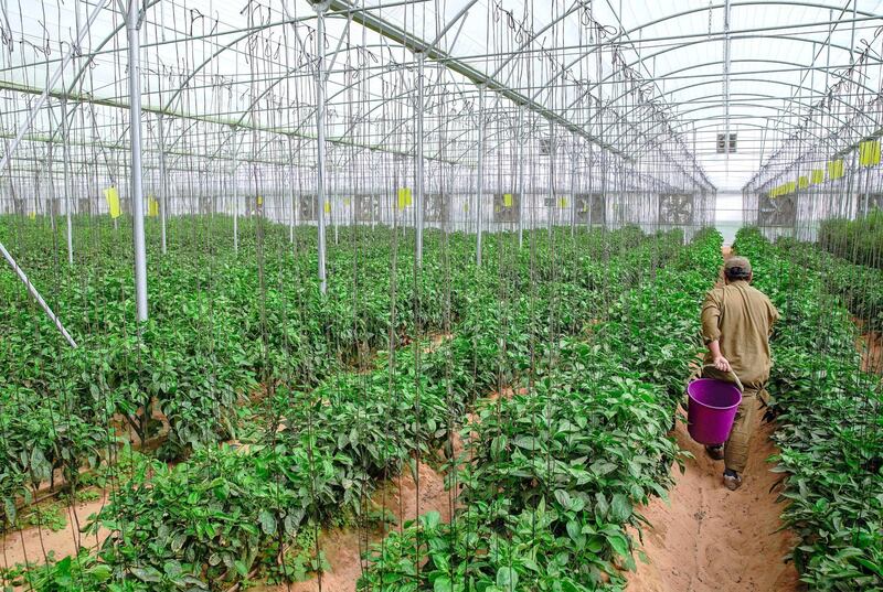 Abu Dhabi, United Arab Emirates, April 2, 2020.  Visit to a UAE farm, Emirates Bio Farm at Al Ain to learn about how they are dealing with coronavirus outbreak.  A farmer carries a bucket to harvest organic green capsicums.
Victor Besa / The National
Section:  NA
Reporter:  Dan Sanderson