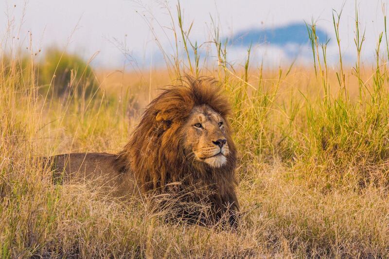 A giant African lion male keeps watch over his pride from the grasslands of the Serengeti National Park, Tanzania.