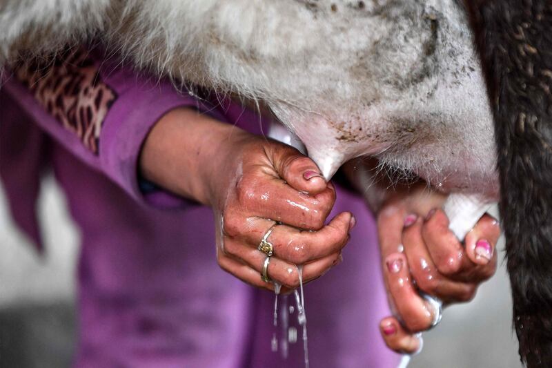 A cow's udders are given a wash at a small farm in El Batten, about 35km west of the capital Tunis