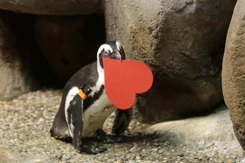 An African penguin holds a heart shaped Valentine card at the California Academy of Sciences in San Francisco. AP Photo