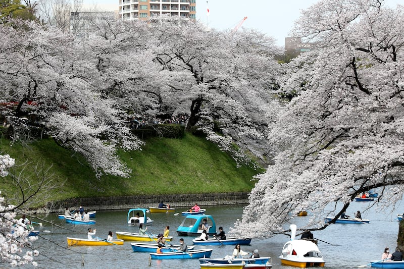 Cherry blossoms in full bloom at the moat near the Imperial Palace in Chidorigafuchi, Tokyo. AP