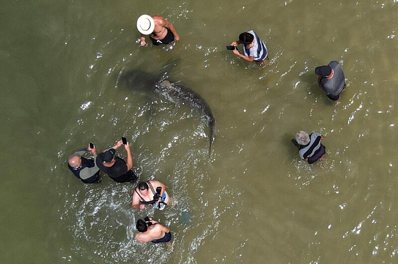 Dozens of sandbar and dusky sharks, which can grow up to three metres in length, have gathered off the coast of northern Israel, where the waters of the Mediterranean are warmer, prompting authorities to warn residents to stay away. AFP