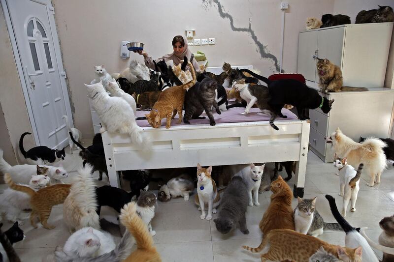 Maryam Al Balushi feeds her pets at her home in Oman's capital, Muscat. Despite complaints from neighbours and mounting expense, she has accumulated 480 cats and 12 dogs, describing her pets as a mood-lifter and better companions than her fellow humans. AFP