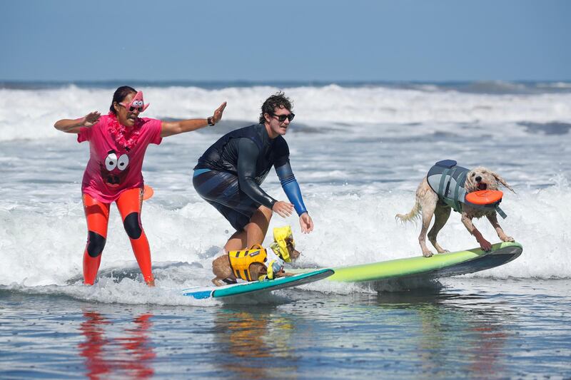 People compete as they surf with their dogs at the 14th annual Helen Woodward Animal Center "Surf-A-Thon". Reuters