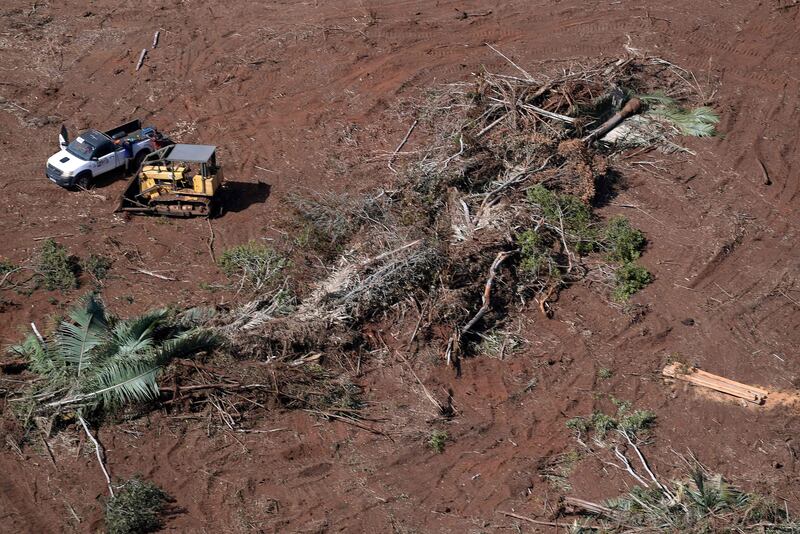 Native vegetation has been cut down to give space for eucalyptus plantations in the Setubinha region in Brazil. AFP