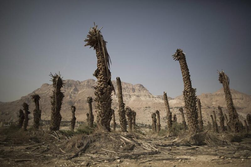 Dead palm trees stand in front of the Dead Sea coastal resort.