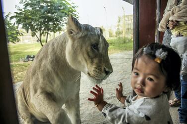 December 12, 2017. Dubai Safari, Al Awir Road. Media tour of the Dubai Safari. A white lion is viewed by zoo visitors. Victor Besa for The National National Reporter: Nick Webster
