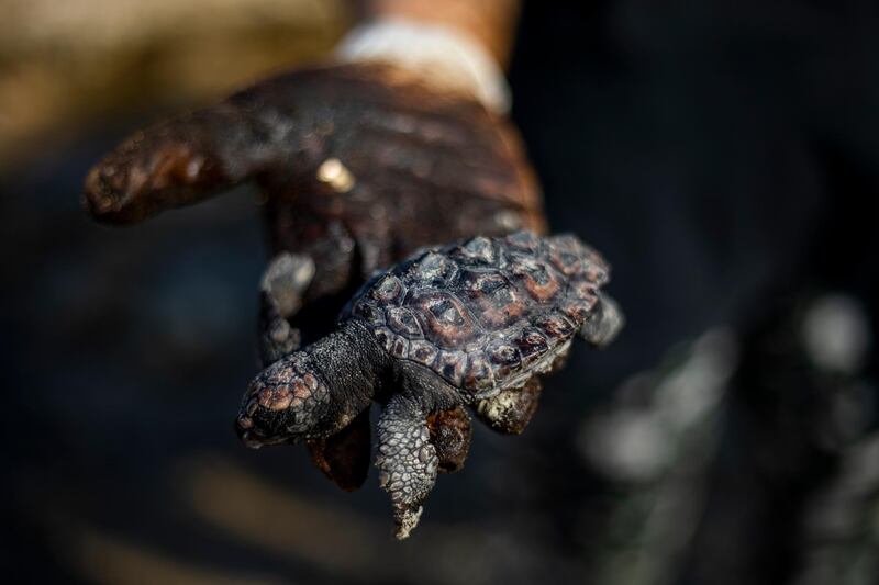 A woman holds a dead sea turtle covered in tar at Gador nature reserve near Hadera, Israel. AP