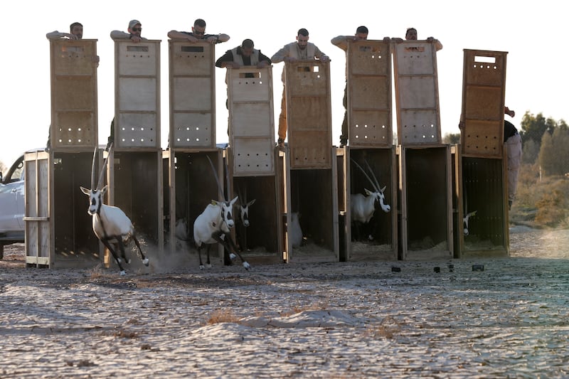 A group of Arabian oryx from Abu Dhabi are released into their new home at the reserve in Jordan.
