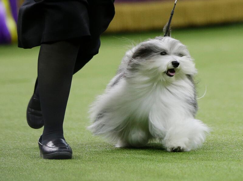 Bono, a Havanese, won the reserve Best In Show - meaning he would be the winner if King was disqualified. Photo: AP