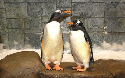 Visitors can meet penguins at Ski Dubai. Photo: Ski Dubai