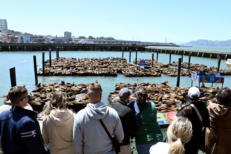 Tourists observe hundreds of sea lions gathered at a pier in San Francisco. AP
