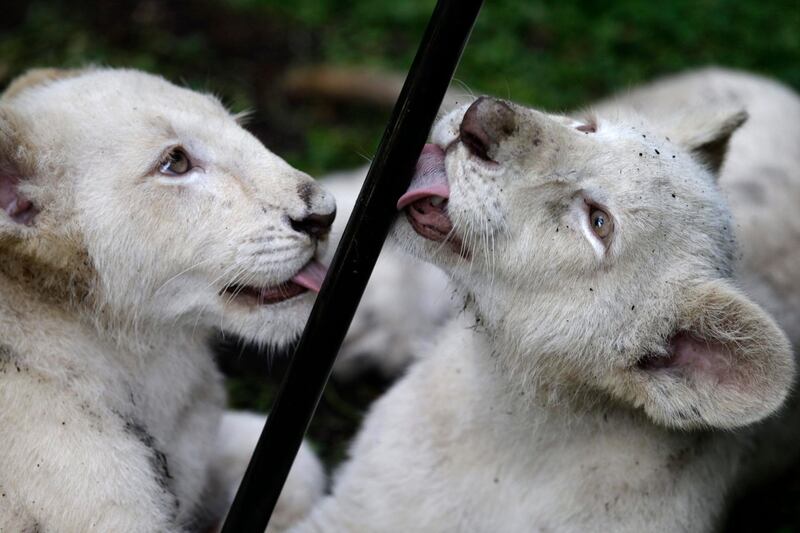 A pair of four-month-old white lion cubs lick the leg of a camera tripod during a visit by Associated Press journalists, inside their enclosure at the Altiplano Zoo in Tlaxcala, Tuesday, Aug. 7, 2018. The Zoo, about two hours east of Mexico City, has welcomed the two white lion cubs born in March and recently presented to the public.(AP Photo/Rebecca Blackwell)