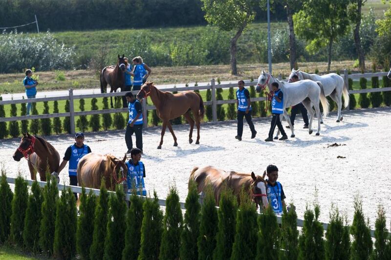 Horses from the UAE Endurance Team are inspected and passed fit to compete at the Pre-Ride Vet Check at the Longines FEI World Endurance Championship in Slovakia. Courtesy Neville Hopwood