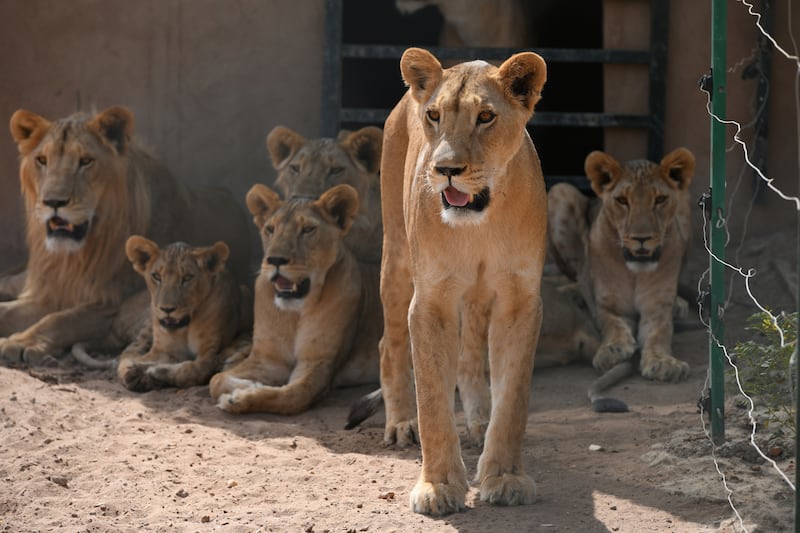 Although one of the first two lions died a day after Mr Salih's rescue attempt and another died a few months later, his mission to save the animals was followed on social media and drew worldwide support.  