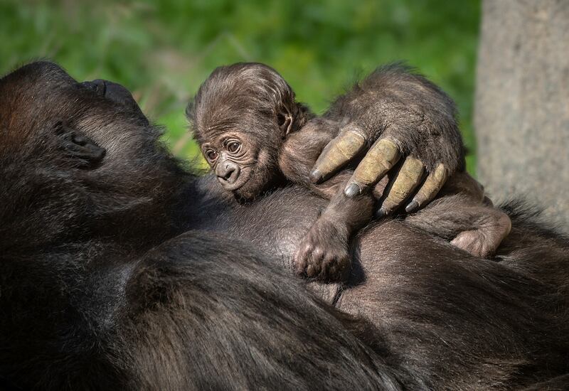 Female Western Lowland Gorilla, N'djia, and her newborn baby rest in their enclosure at the zoo in Los Angeles.  Jamie Pham / The Los Angeles Zoo and Botanical Gardens via AP