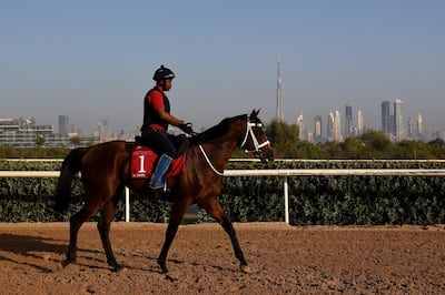 DUBAI, UNITED ARAB EMIRATES - MARCH 27: Gold Town takes part in track work ahead of Dubai World Cup 2018 at the Meydan Racecourse on March 27, 2018 in Dubai, United Arab Emirates.  (Photo by Tom Dulat/Getty Images)