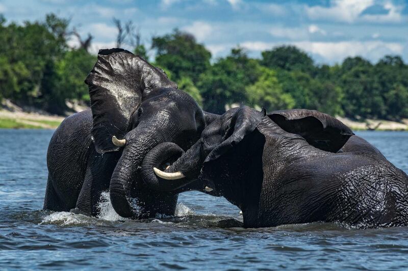 Elefants wrestling in the Chobe River 
Botswana 2017
Photo by Dr Harold Vanderschmidt