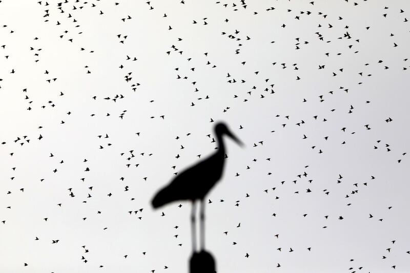 A white stork sits on an electricity pole as a flock of starlings flies in by in the Jordan Valley. EPA