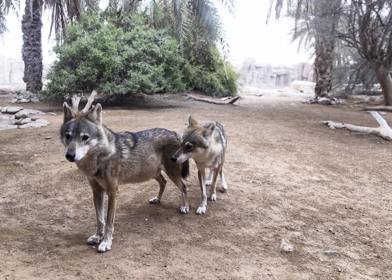 SHARJAH, UNITED ARAB EMIRATES. 11 FEBRUARY 2019. 
Wolves at Arabia's Wildlife Center in Sharjah.

(Photo: Reem Mohammed/The National)

Reporter:
Section: